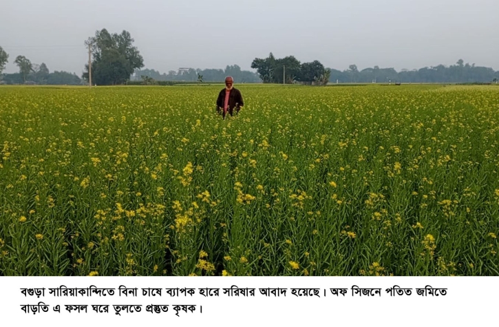 বিনা চাষে সরিষার আবাদ করে লাভবান সারিয়াকান্দির কৃষক